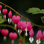 alli-remler-dicentra-unsplash.jpeg