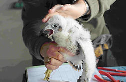 Slechtvalk. Juveniel.