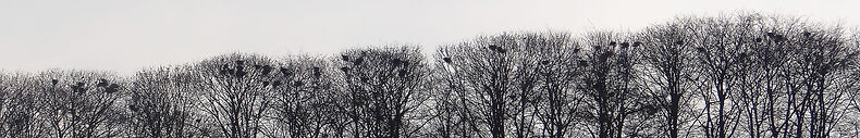 vogelwerkgroep noordwest-achterhoek