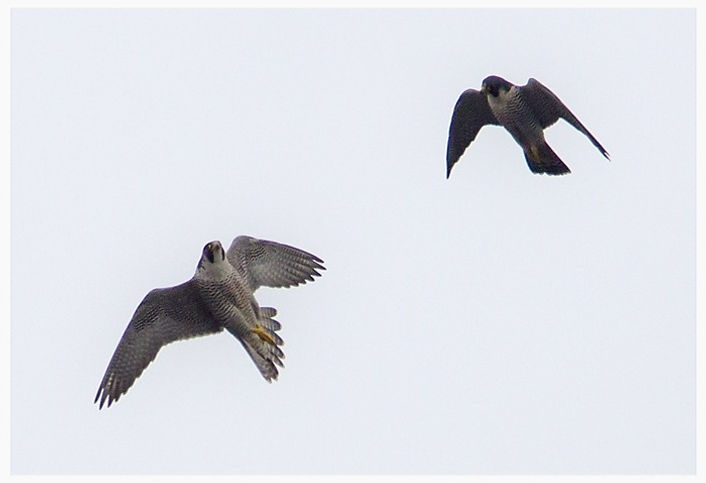 vogelwerkgroep noordwest-achterhoek