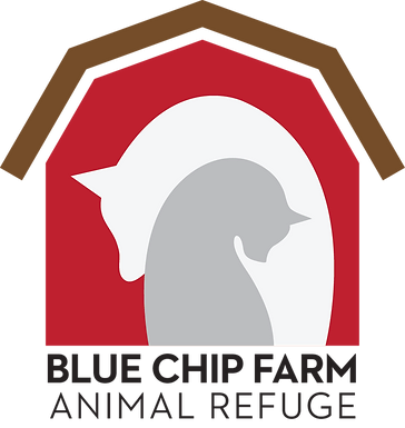 Blue Chip Farm Luzerne County Pa Animal Shelter