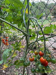 Tomates cerises du potager