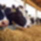 Dairy Cows.png