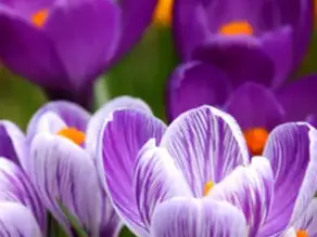 Debra Christine Hightower