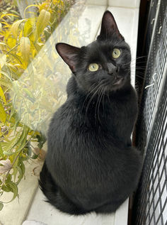 Featured Cat - JIT!