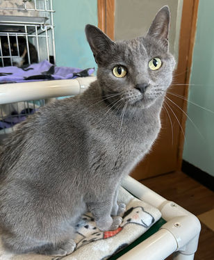 Featured Cat - SMOKEY!