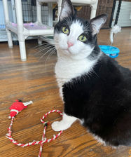 Featured Cat -JOJO!