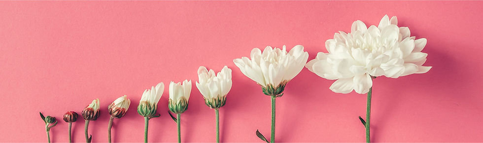 Fiori su sfondo rosa 