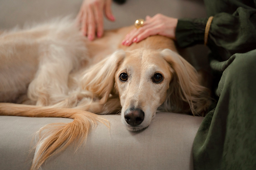 Caring for a Senior Pet.png