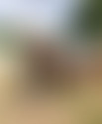 Feuille de Chou n°152 (paniers des 30 juin et 03 juillet 2020)