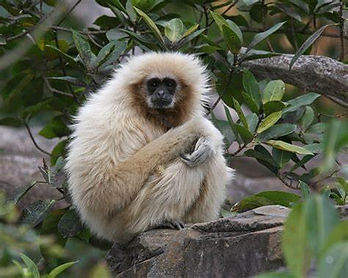 Lar Gibbon.jpg