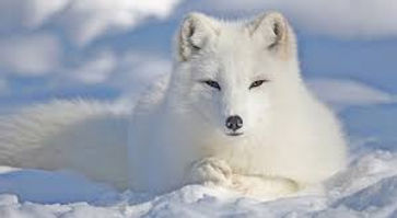 Arctic fox.jpg