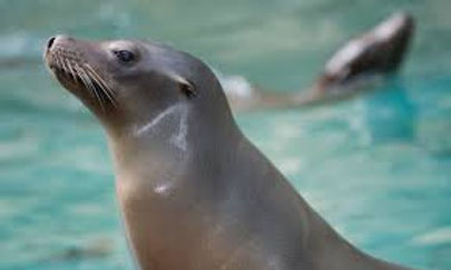 California sea lion.jpg