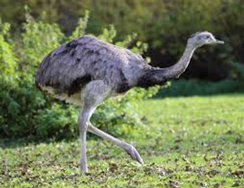 Greater Rhea.jpg
