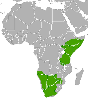 Bat-eared_Fox_area.png