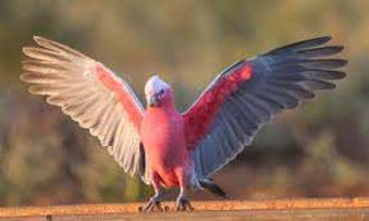 Galah.jpg