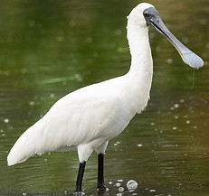 royal_spoonbill.5648faa.width-1200.35b6a