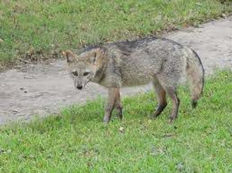 Crab-eating fox.jpg