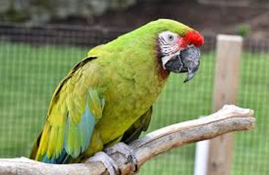 Military Macaw.jpg