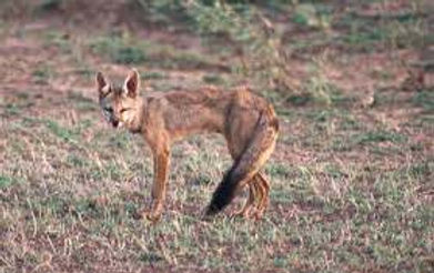 Bengal fox.jpg