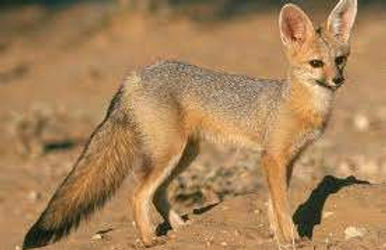 Cape Fox.jpg