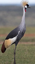 Grey Crowned Crane.jpg