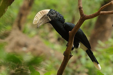 Brown-Cheeked Hornbill.jpg