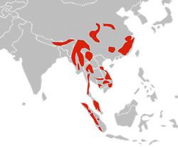 asian golden cat area.png