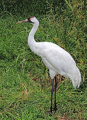 Whooping crane.jpg