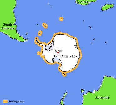Adelie Penguin Range.jpg