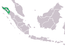 Sumatran Orangutan Area.png