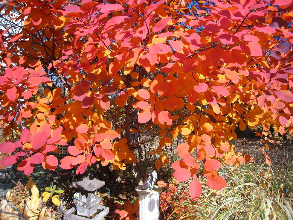 burning bush.jpg