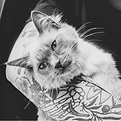 pet photography