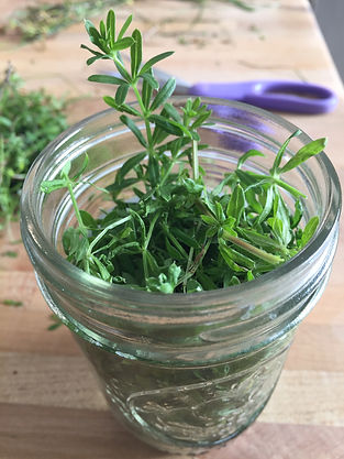 Fresh Cleavers for Tincture.jpeg