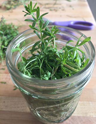 Fresh Cleavers for Tincture.jpeg