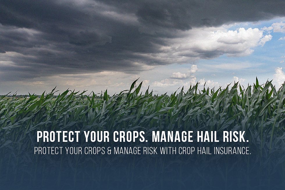 Crop Hail Insurance: Practical Coverage Options to Protect Your Operation
