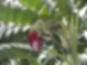 Musa Acuminata, Edible Banana - 25 Seeds