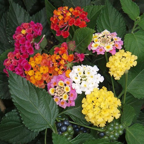 plant trellis Vego Modern Privacy Trellis main image 0