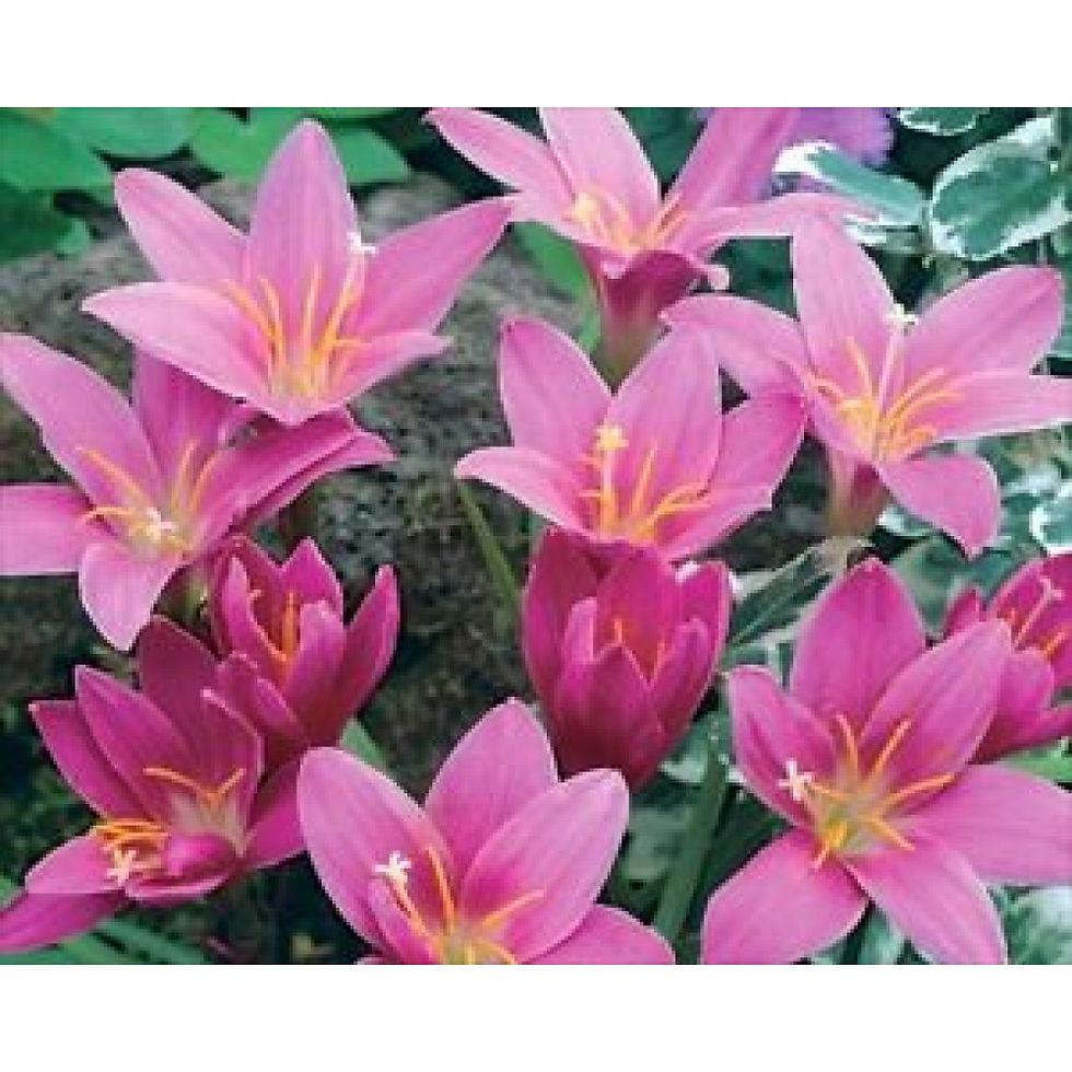 Zephyranthes Robusta ( Pink Rain Lily ) - 20 Bulbs