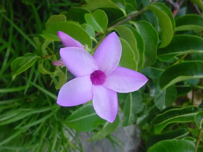 Cryptostegia grandiflora - 25 Seeds Pack
