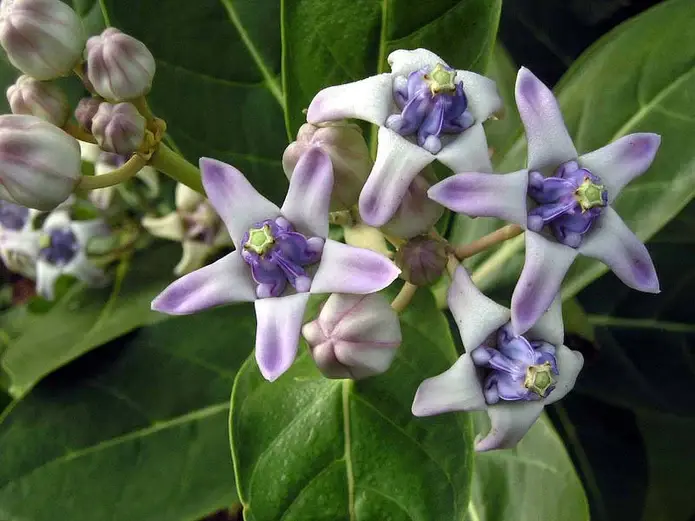 Calotropis gigantea, Giant Milkweed - 50 Seeds Pack
