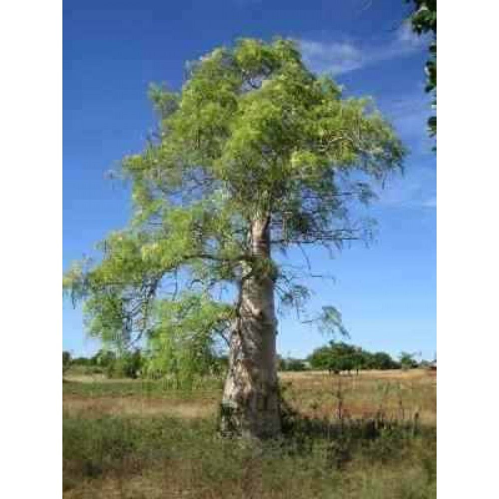 Moringa Drouhardii , Bottle Tree, Stone Size - 5 Seeds Pack