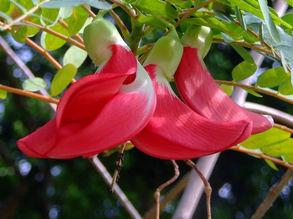 Sesbania grandiflora , Scarlet Wisteria - 50 Seeds
