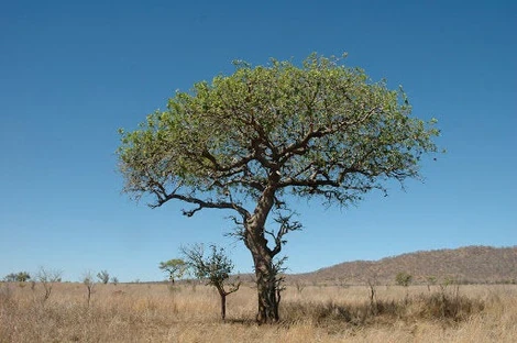 Sclerocarya Birrea ( African Marula ) - 5 Seeds Pack | Tree From Seed