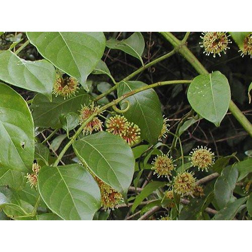 Uncaria Rhynchophylla , Cat's Claw Herb 25 Seeds Tree From Seed