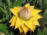 Musella Lasiocarpa ( Golden Lotus Banana ) -10 Seeds Pack