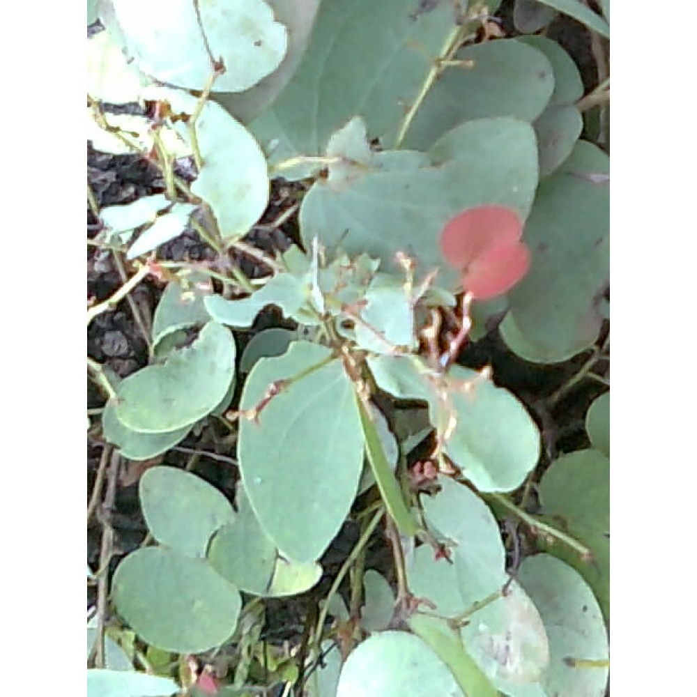 Hardwickia Binata , Anjan Tree , 50 Seeds Pack