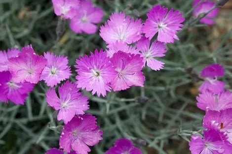Dianthus Oschtenica - 10 Seeds Pack