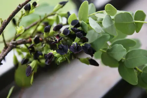 Dalbergia Miscolobium , Rare Dalbergia Tree - 20 Seeds Pack