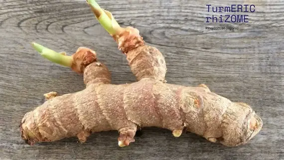 Curcuma Longa - 10 Bulbs Pack
